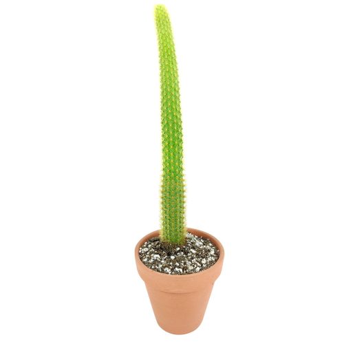 Cleistocactus Winteri Golden Rat Tail Cactus for sale, Rat Tail Cactus with care guide, Unique cactus gift decor, Succulent Gift ideas, Golden cactus for sale, cactus, cactus succulent, succulent cactus, cacti, cactus and succulents, succulents box, succulent shop, buy succulents online