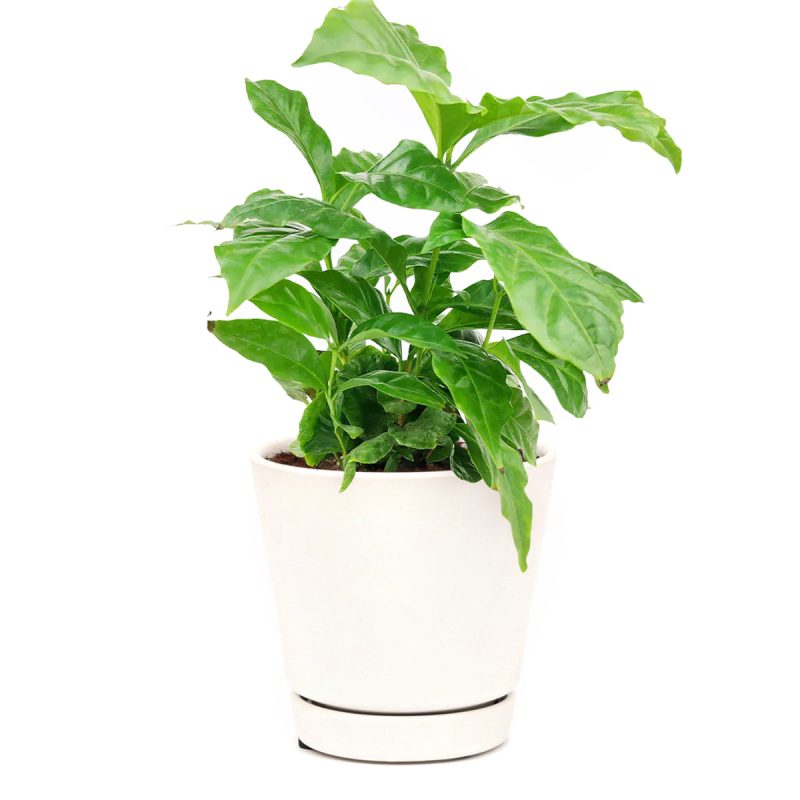 coffee plants as houseplants, Coffea arabica, coffee plant, coffee plant indoors