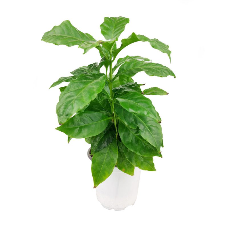 Coffea arabica, coffee plant in a pot, how to grow coffee plant indoors, easy to care houseplants