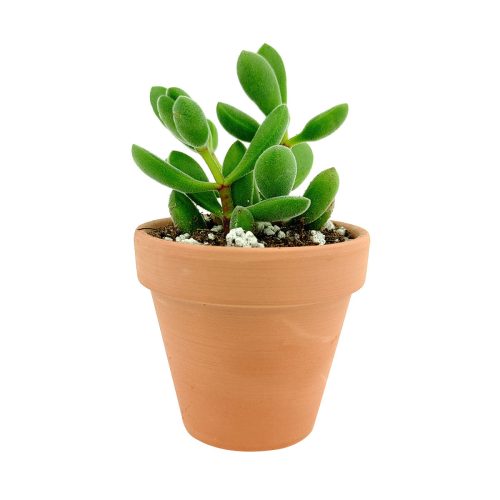 Crassula Congesta Green Beans Succulent, Crassula Congesta Succulent, Crassula Pachyphylla, Congesta Succulent, Green Beans Live Succulent Plant, Succulents for Sale, Buy Crassula Succulent Plants, Shop Succulents in California, Indoor Succulents, crassula, crassula plant, crassula succulent, crassula types, crassula varieties, types of crassula, crassula species, crassulas, succulent crassula