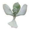 Cotyledon Orbiculata Pig's Ear, succulent care tips, indoor succulents, monthly succulents, Succulents, succulent care guide, Succulents shop near me, succulents shop in California, succulent subscription, Cotyledon orbiculata in California, How to grow Cotyledon orbiculata