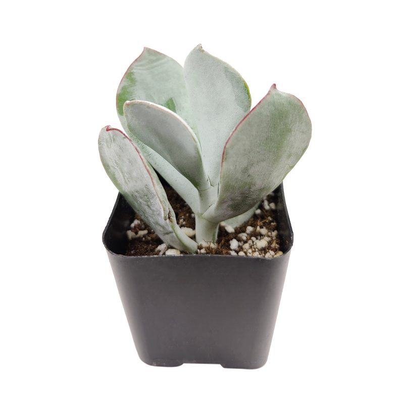 Cotyledon pig s ear 2