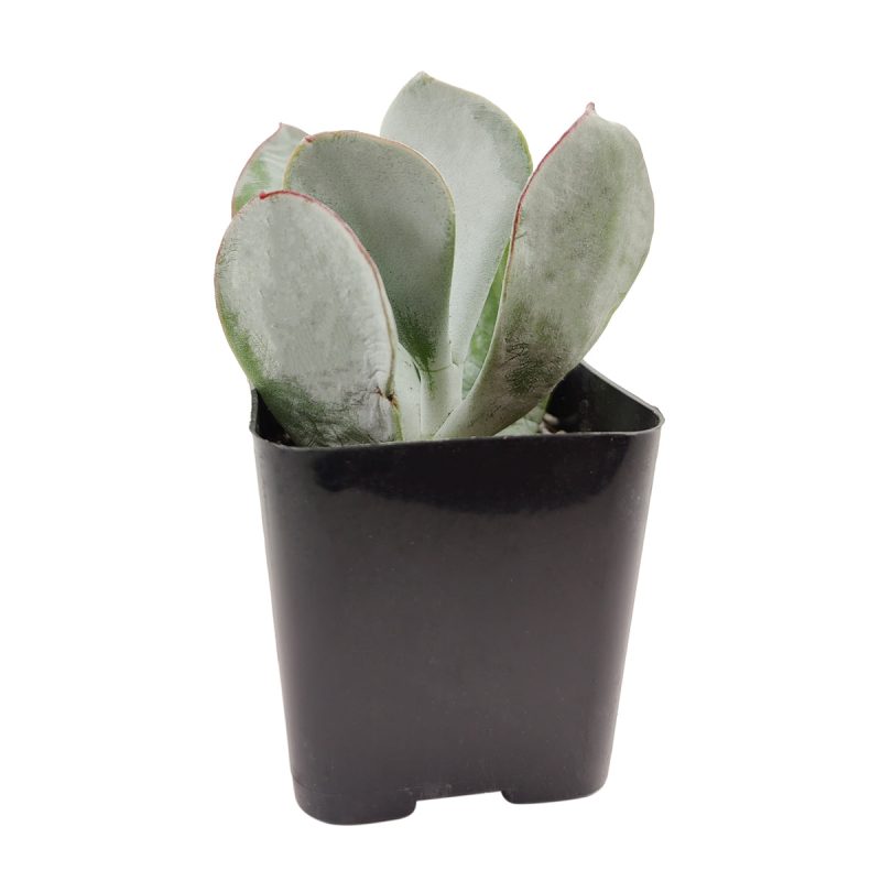 Cotyledon pig s ear 3