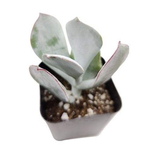 Cotyledon pig s ear 4