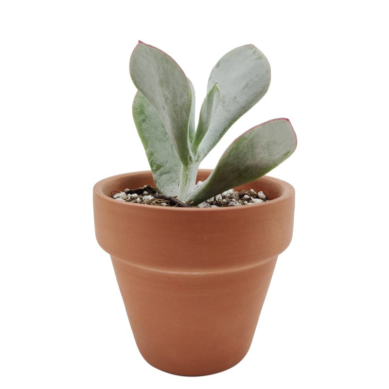 Cotyledon Orbiculata Pig's Ear, succulent care tips, indoor succulents, monthly succulents, Succulents, succulent care guide, Succulents shop near me, succulents shop in California, succulent subscription, Cotyledon orbiculata in California, How to grow Cotyledon orbiculata