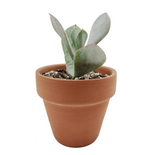 Cotyledon pig s ear 6