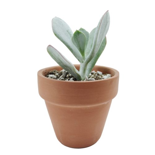 Cotyledon pig s ear 7