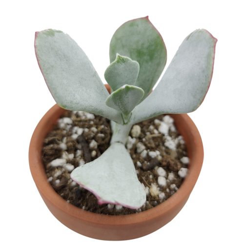 Cotyledon pig s ear 8