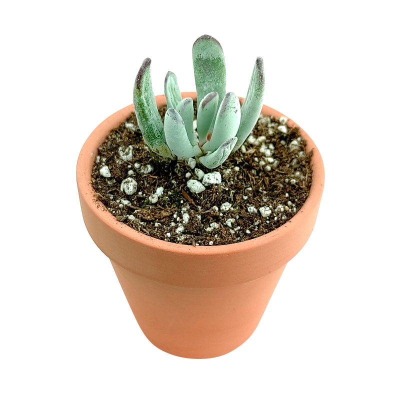 Cotyledon orbiculata var. flanaganii, succulent care tips, indoor succulents, monthly succulents, Succulents, succulent care guide, Succulents shop near me, succulents shop in California, succulent subscription, Cotyledon orbiculata in California, How to grow Cotyledon orbiculata