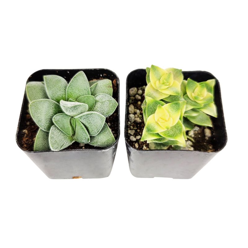 Unique Crassula Succulent Pack for Sale Online, Succulent Gift Decoration Ideas, How to care for Crassula Succulent Plant, How to grow Crassula Succulent Indoor, Live Healthy Succulent Assorted Pack for Sale, crassula, crassula plant, crassula succulent, crassula types, crassula varieties, types of crassula, crassula species, crassulas, succulent crassula