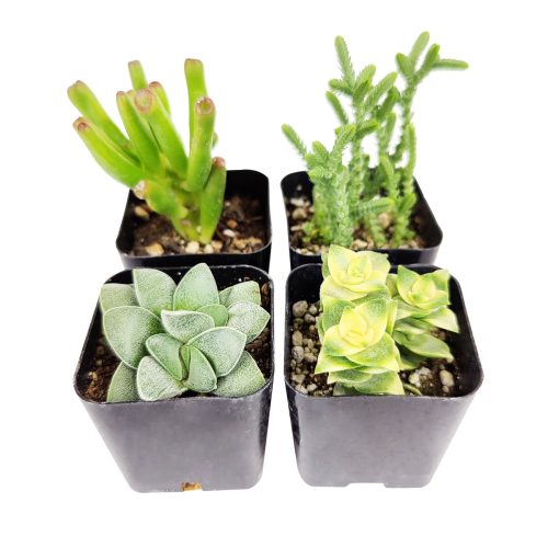 Unique Crassula Succulent Pack for Sale Online, Succulent Gift Decoration Ideas, How to care for Crassula Succulent Plant, How to grow Crassula Succulent Indoor, Live Healthy Succulent Assorted Pack for Sale, crassula, crassula plant, crassula succulent, crassula types, crassula varieties, types of crassula, crassula species, crassulas, succulent crassula