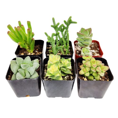 Unique Crassula Succulent Pack for Sale Online, Succulent Gift Decoration Ideas, How to care for Crassula Succulent Plant, How to grow Crassula Succulent Indoor, Live Healthy Succulent Assorted Pack for Sale, crassula, crassula plant, crassula succulent, crassula types, crassula varieties, types of crassula, crassula species, crassulas, succulent crassula