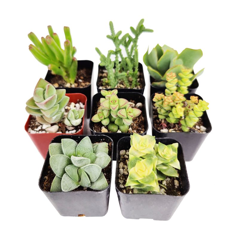 Unique Crassula Succulent Pack for Sale Online, Succulent Gift Decoration Ideas, How to care for Crassula Succulent Plant, How to grow Crassula Succulent Indoor, Live Healthy Succulent Assorted Pack for Sale, crassula, crassula plant, crassula succulent, crassula types, crassula varieties, types of crassula, crassula species, crassulas, succulent crassula