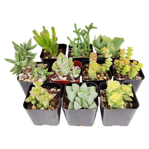 Unique Crassula Succulent Pack for Sale Online, Succulent Gift Decoration Ideas, How to care for Crassula Succulent Plant, How to grow Crassula Succulent Indoor, Live Healthy Succulent Assorted Pack for Sale, crassula, crassula plant, crassula succulent, crassula types, crassula varieties, types of crassula, crassula species, crassulas, succulent crassula