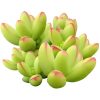 crassula nudicaulis, rare succulent, succulent subscription, Rare succulents, succulents shop in California, how to grow succulents, succulent care guide, succulent care tips, monthly succulents, indoor succulents, crassula nudicaulis in California, How to grow crassula nudicaulis, crassula, crassula plant, crassula succulent, crassula types, crassula varieties, types of crassula, crassula species, crassulas, succulent crassula