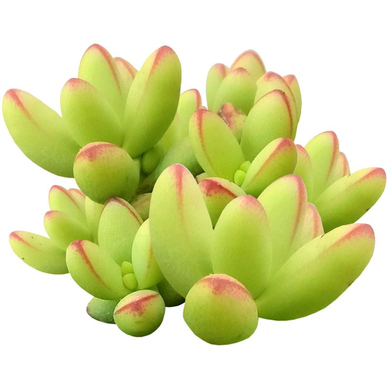 crassula nudicaulis, rare succulent, succulent subscription, Rare succulents, succulents shop in California, how to grow succulents, succulent care guide, succulent care tips, monthly succulents, indoor succulents, crassula nudicaulis in California, How to grow crassula nudicaulis, crassula, crassula plant, crassula succulent, crassula types, crassula varieties, types of crassula, crassula species, crassulas, succulent crassula