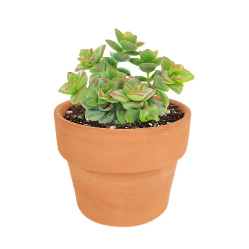 How to grow crassula rupestris, crassula, crassula plant, crassula succulent, crassula types, crassula varieties, types of crassula, crassula species, crassulas, succulent crassula