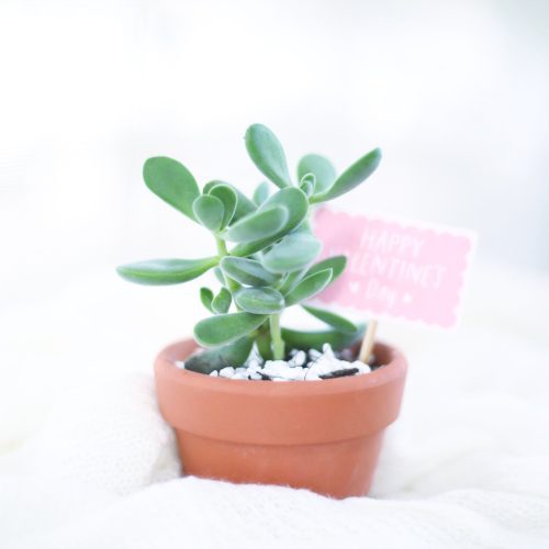 Crassula Congesta Green Beans