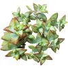 crassula rupestris, crassula high voltage, succulent subscription, indoor succulents, succulents garden, Succulents shop near me, cactus, succulent care, succulents store in CA, succulent care guide, crassula rupestris in California, How to grow crassula rupestris, crassula, crassula plant, crassula succulent, crassula types, crassula varieties, types of crassula, crassula species, crassulas, succulent crassula