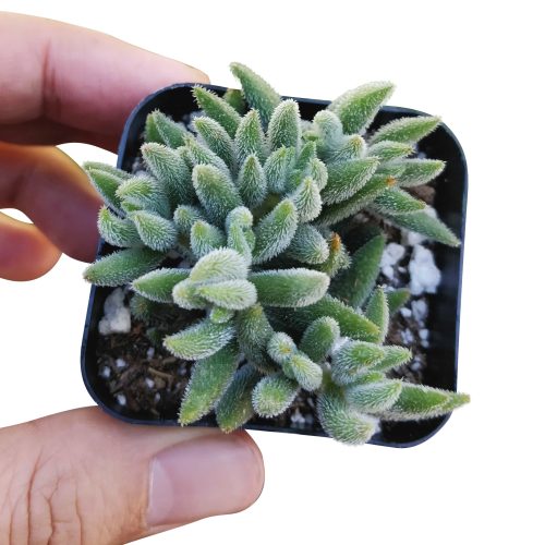 Crassula mesembryanthemoides 2