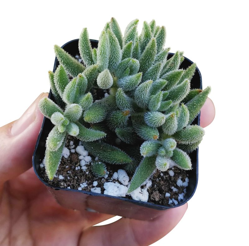 Crassula mesembryanthemoides 3