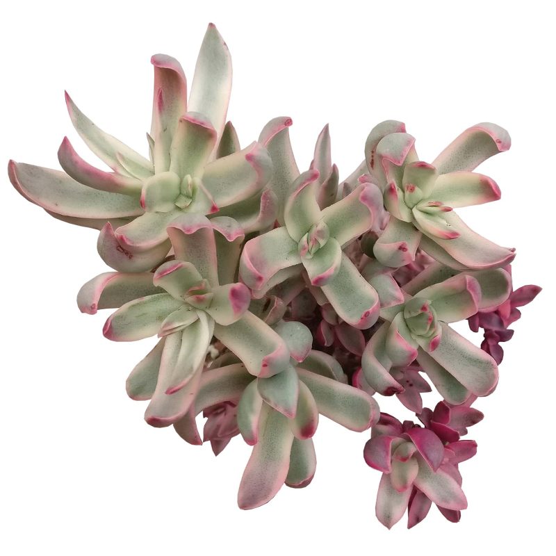 Crassula rubricaulis candy cane a6055d06 21f8 4be0 a72b 36d37d01a515