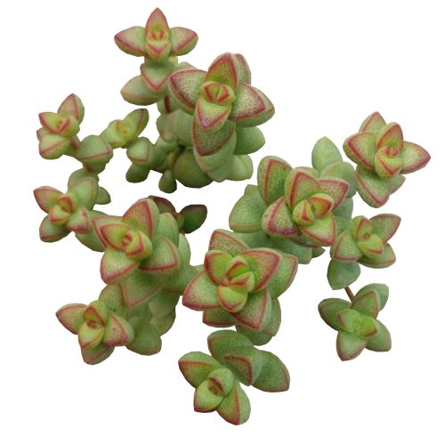 crassula species, growing crassula, cactus, succulent care tips, succulent care, monthly succulents, succulent plant, Succulents, succulents shop in California, indoor succulents, crassula brevifolia in California, How to grow crassula brevifolia, crassula, crassula plant, crassula succulent, crassula types, crassula varieties, types of crassula, crassula species, crassulas, succulent crassula