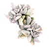 Crested Cubic Frost Echeveria Succulent For Sale, pink rosette succulent, purple rosette succulent, how to care for Crested Cubic Frost Echeveria Succulent, how to grow Crested Cubic Frost Echeveria Succulent, types of Echeveria succulents, types of rosette shaped succulents, succulent gift box, succulent home decor ideas, indoor succulents, echeveria, echeveria succulent, echeveria types, succulent echeveria, buy succulents online, succulent shop, succulent store, echeveria plant