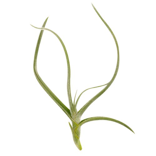 Tillandsia Crocata Air Plant for sale, unique air plant gift decor ideas, How to care for Tillandsia Crocata Air Plant, Tillandsia Crocata Air Plant with care guide, Orange fragrant flower