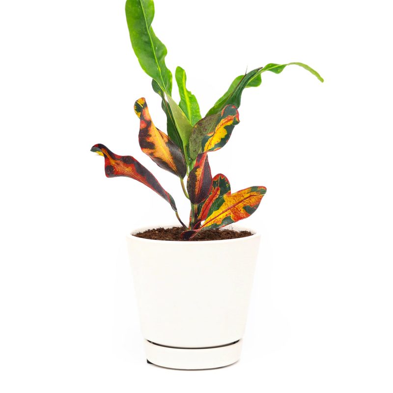 Croton Mammy, Colorful Foliage Houseplants, Houseplants for Homes and Offices, Live Croton Mammy, Air-purifying houseplants, Buy Croton Mammy Online