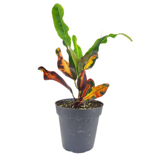 Croton Mammy, Colorful Foliage Houseplants, Houseplants for Homes and Offices, Live Croton Mammy, Air-purifying houseplants, Buy Croton Mammy Online, best online nursery california