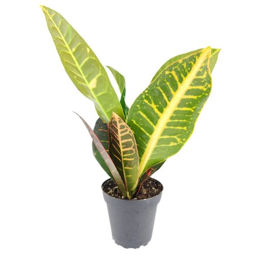 Croton Petra, variegated Croton, Codiaeum variegatum 'Petra', Petra Croton, Croton Petra care, Croton petra near me, variegated croton care, Petra croton care