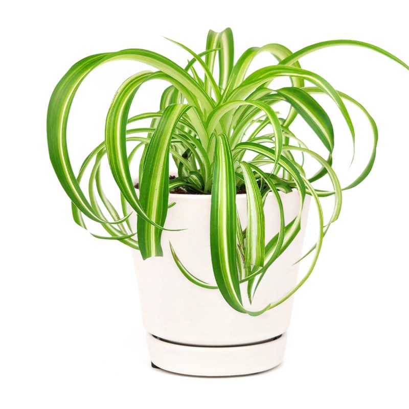 curly spider plant bonnie, bonnie curly spider plant for sale, bonnie curly spider plant care, bonnie curly spider plant easy