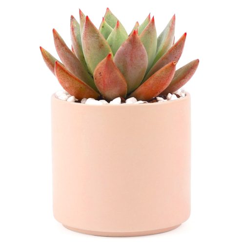 Succulent with Large Modern Cylinder Pot, Unique Succulent Gift Ideas, Succulent in ceramic pots, Succulent Decor Ideas, 4 inch succulent pots for sale, EcoFriendly Succulent Gift Box for Employee, Corporate Gift Succulents For Sale Online, Succulent Thank You Gift Ideas, Thank you gift for your staff in 2023, Customizable Gift Boxes for employees and clients, Office gift for employees, Employee appreciation day 2023 ideas, Succulent Plants for Clients & Employees for sale