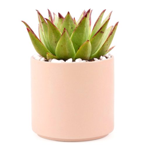 Succulent with Large Modern Cylinder Pot, Unique Succulent Gift Ideas, Succulent in ceramic pots, Succulent Decor Ideas, 4 inch succulent pots for sale, EcoFriendly Succulent Gift Box for Employee, Corporate Gift Succulents For Sale Online, Succulent Thank You Gift Ideas, Thank you gift for your staff in 2023, Customizable Gift Boxes for employees and clients, Office gift for employees, Employee appreciation day 2023 ideas, Succulent Plants for Clients & Employees for sale