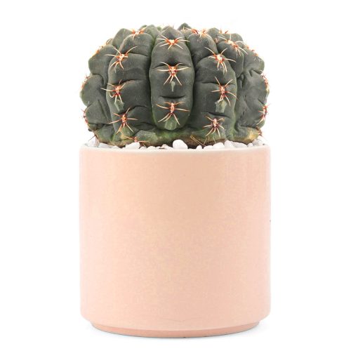 Succulent with Large Modern Cylinder Pot, Unique Succulent Gift Ideas, Succulent in ceramic pots, Succulent Decor Ideas, 4 inch succulent pots for sale, EcoFriendly Succulent Gift Box for Employee, Corporate Gift Succulents For Sale Online, Succulent Thank You Gift Ideas, Thank you gift for your staff in 2023, Customizable Gift Boxes for employees and clients, Office gift for employees, Employee appreciation day 2023 ideas, Succulent Plants for Clients & Employees for sale