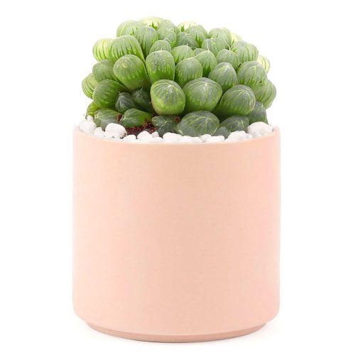 Succulent with Large Modern Cylinder Pot, Unique Succulent Gift Ideas, Succulent in ceramic pots, Succulent Decor Ideas, 4 inch succulent pots for sale, EcoFriendly Succulent Gift Box for Employee, Corporate Gift Succulents For Sale Online, Succulent Thank You Gift Ideas, Thank you gift for your staff in 2023, Customizable Gift Boxes for employees and clients, Office gift for employees, Employee appreciation day 2023 ideas, Succulent Plants for Clients & Employees for sale