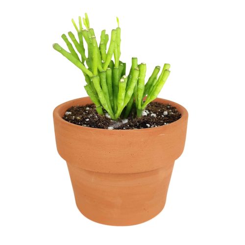 How to grow Dancing Bones, rare succulents, rare succulents for sale, unique succulents, buy succulents online, rare succulent, succulent shop, unusual succulents, succulent store, succulents online