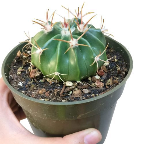 DEVIL STONGUECACTUS