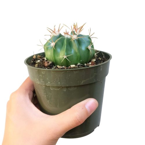 DEVIL STONGUECACTUS2