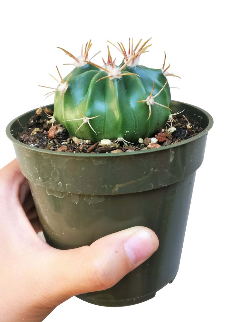 DEVIL STONGUECACTUS4