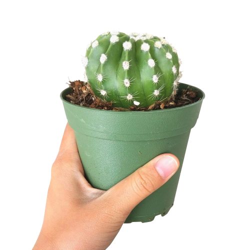 DOMINOCACTUSECHINOPSIS