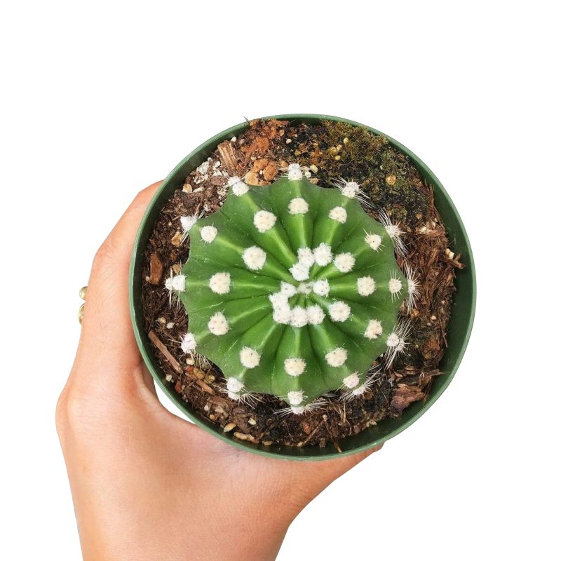 DOMINOCACTUSECHINOPSIS1