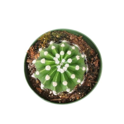 DOMINOCACTUSECHINOPSIS3