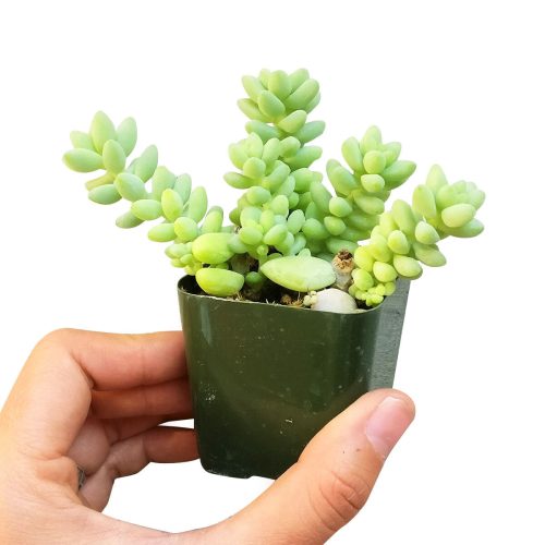 sedum donkey's tail, sedum burrito, succulents garden, how to grow succulents, monthly succulents, cactus, Succulents, succulent care guide, succulents store in CA, indoor succulents, sedum donkey's tail in California, How to grow sedum donkey's tail, Indoor Succulents