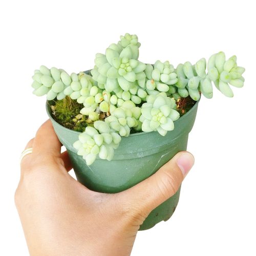 sedum donkey's tail, sedum burrito, succulents garden, how to grow succulents, monthly succulents, cactus, Succulents, succulent care guide, succulents store in CA, indoor succulents, sedum donkey's tail in California, How to grow sedum donkey's tail, Indoor Succulents