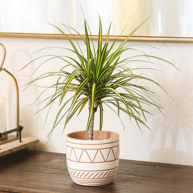 DRACAENA LEMON LIME 3