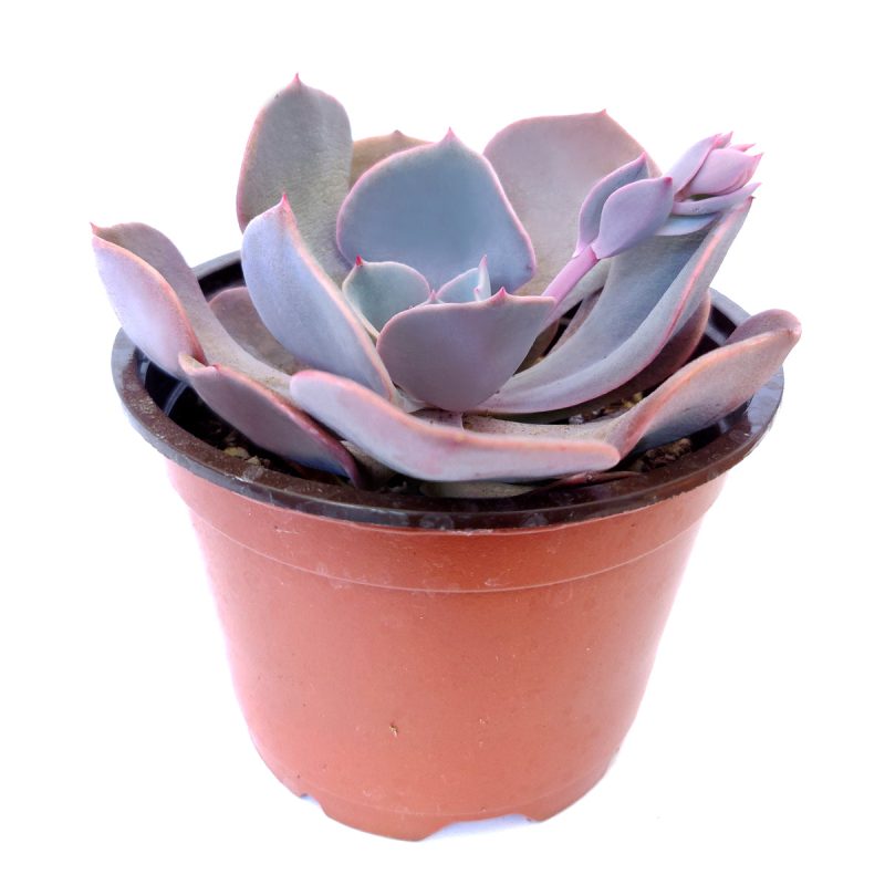 Echeveria Dusty Rose Succulent, Rosette Shaped Succulent Plant, How to grow Echeveria Dusty Rose, Succulent Gift Box, Purple Echeveria Succulent, Shop Succulent in California, Pink Rosette Succulent for Sale, Succulents, Christmas Gift Box, Succulents for thanksgiving gift, Easter succulents idea, Growing succulents for thanksgiving, echeveria, echeveria succulent, echeveria types, succulent echeveria, buy succulents online, succulent shop, succulent store, echeveria plant, indoor succulents