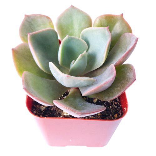 Echeveria Dusty Rose Succulent, Rosette Shaped Succulent Plant, How to grow Echeveria Dusty Rose, Succulent Gift Box, Purple Echeveria Succulent, Shop Succulent in California, Pink Rosette Succulent for Sale, Succulents, Christmas Gift Box, Succulents for thanksgiving gift, Easter succulents idea, Growing succulents for thanksgiving, echeveria, echeveria succulent, echeveria types, succulent echeveria, buy succulents online, succulent shop, succulent store, echeveria plant, indoor succulents