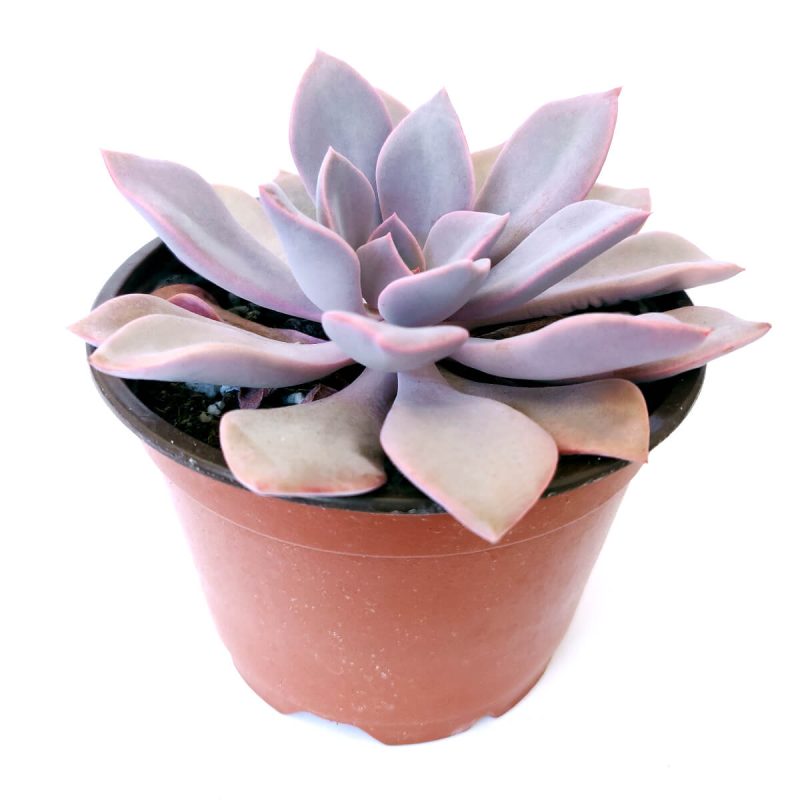 Purple Graptoveria, succulents garden, monthly succulents, succulent care guide, succulent subscription, indoor succulents, succulents store in CA, cactus, Rare succulents, Purple Graptoveria in California, How to grow Purple Graptoveria, echeveria, echeveria succulent, echeveria types, succulent echeveria, buy succulents online, succulent shop, succulent store, echeveria plant